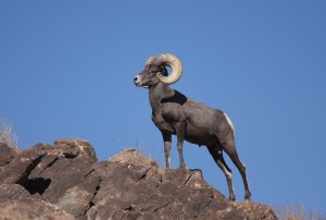 desertbighorn